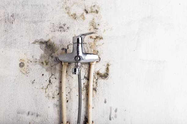 Best Home Mold Removal  in Roberta, GA