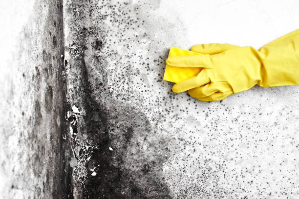 Best Local Mold Removal Service  in Roberta, GA