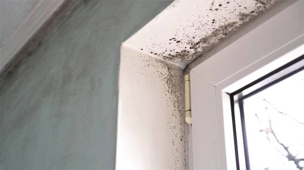 Best Emergency Mold Removal  in Roberta, GA