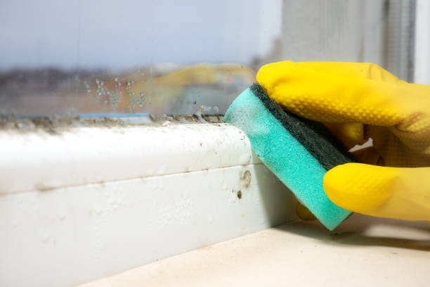 Best Same-Day Mold Removal  in Roberta, GA