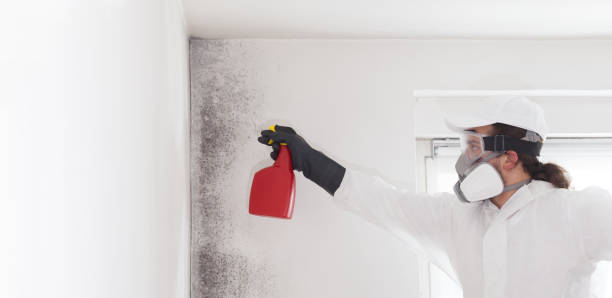 Best Mold Damage Repair  in Roberta, GA