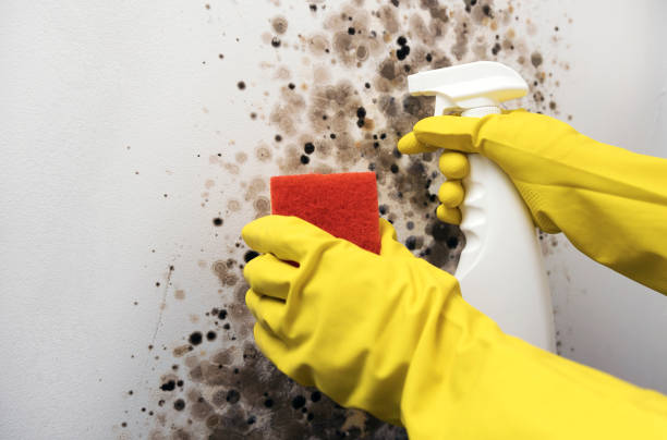Best Certified Mold Removal  in Roberta, GA
