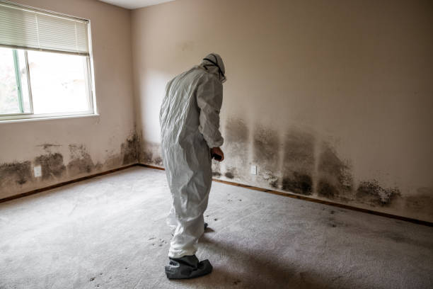 Best Mold Remediation  in Roberta, GA