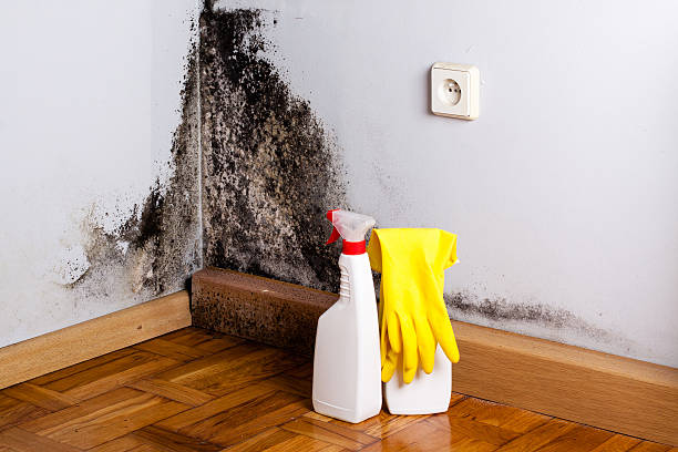 Professional Mold Removal in Roberta, GA