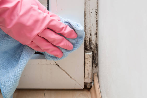 Certified Mold Removal in Roberta, GA