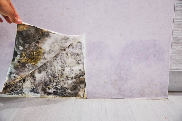 Best Attic Mold Removal  in Roberta, GA